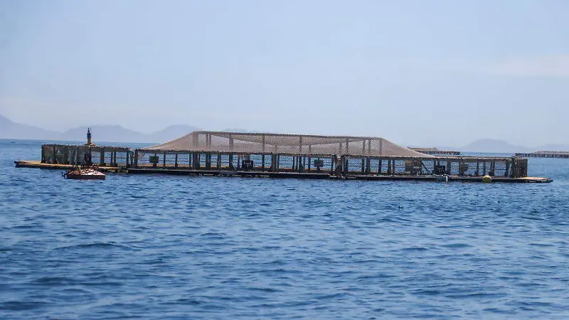 Criadero de Totoaba en La Paz B. C. 